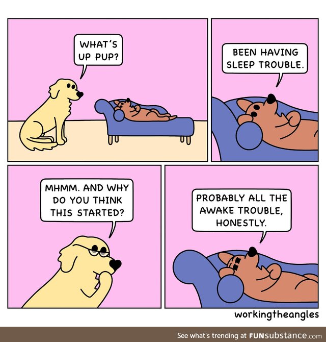 Therapy dog