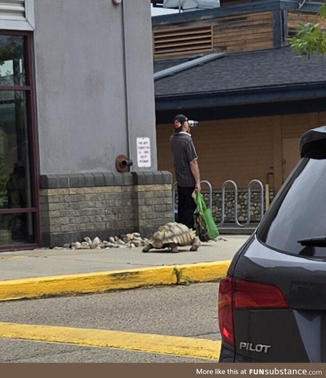 Just a man walking his Tortoise