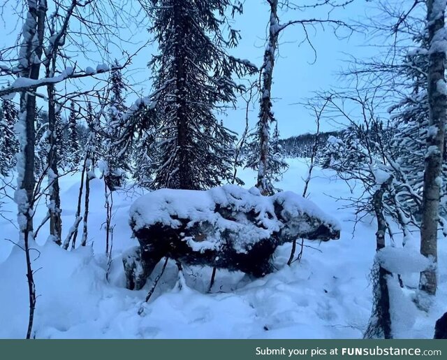 A moose in Alaska was found frozen in place last week. Average weekly temperature was