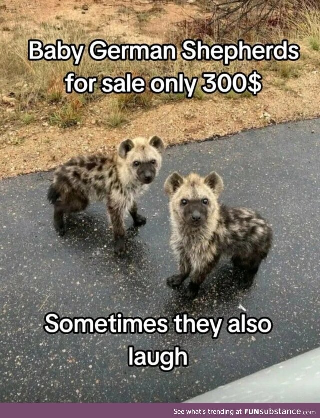 Funny lookin dogs