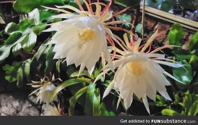 The Queen of the Night flower that only blooms open at night