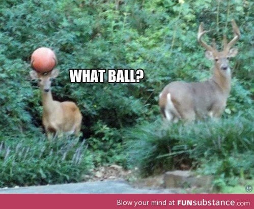 Seen my ball?