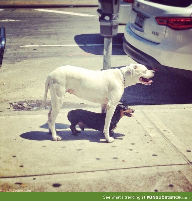 Who needs an umbrella when you've got a friend like this!?