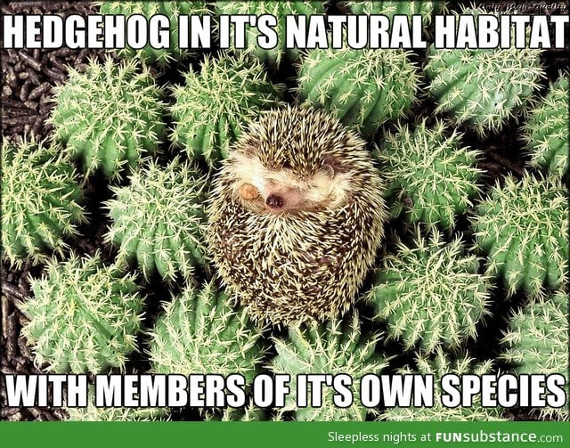 Hedgehog natural habitat