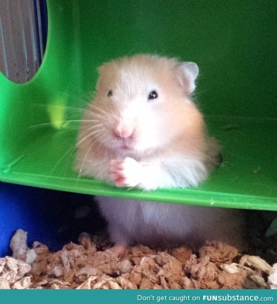 So my friends hamster thinks he's the don