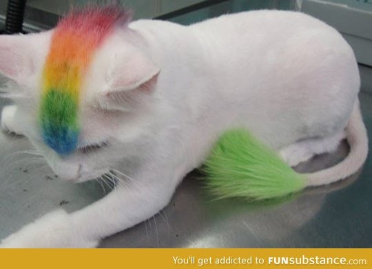 Colorful cat mohawk