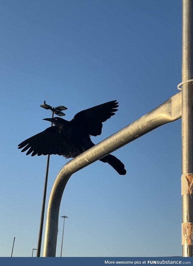 This crow from the Walmart parking lot