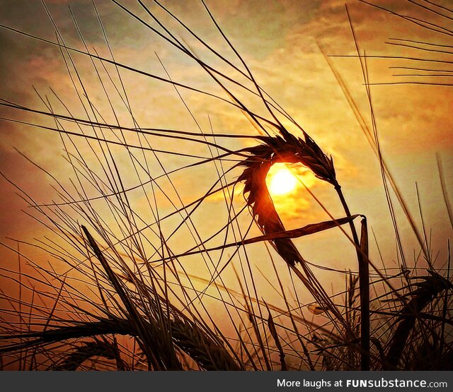 Fields of gold