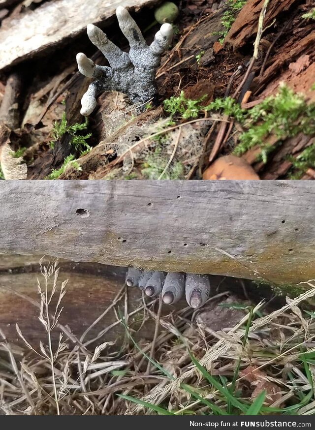 Xylaria polymorpha, a fungus also known as "Dead man's fingers"