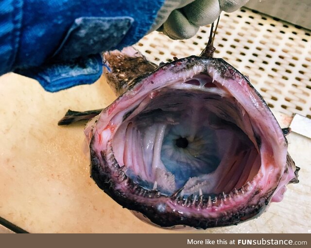 A Deep Sea fisherman decided to start taking pictures of his unusual catches