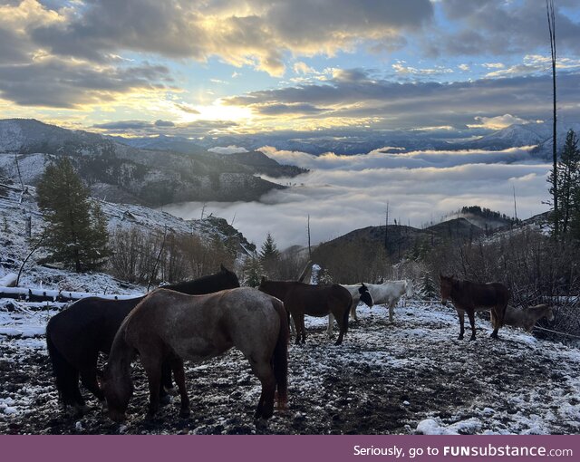 Grazing above the clouds in Idaho