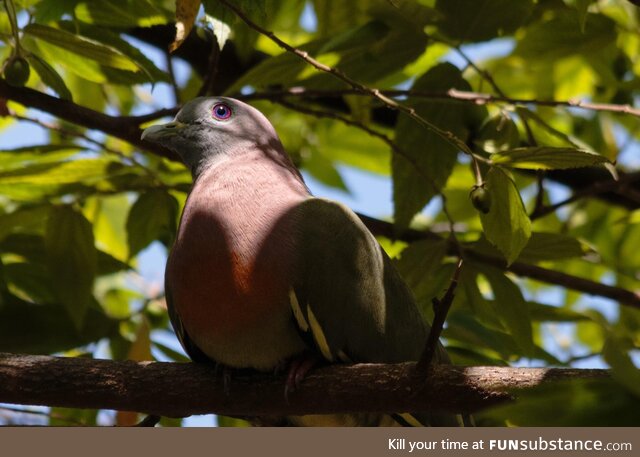 This pigeon has some beautiful eyes