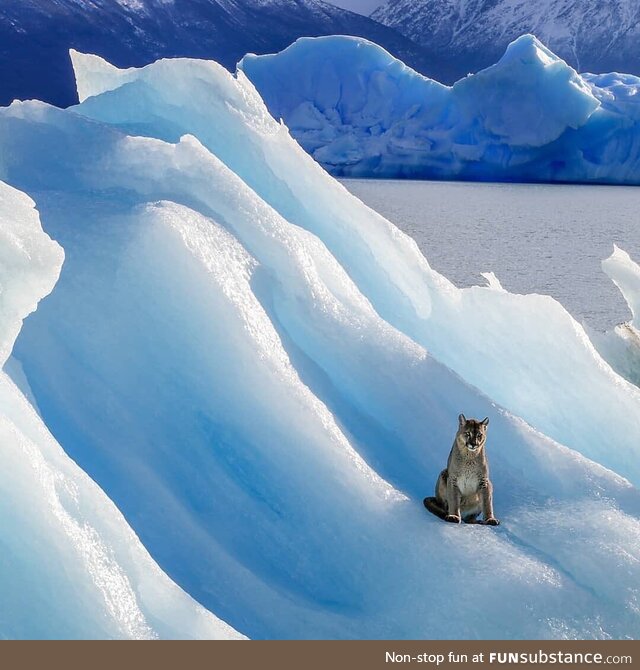 A Puma floating on an iceberg in Argentinian Patagonia