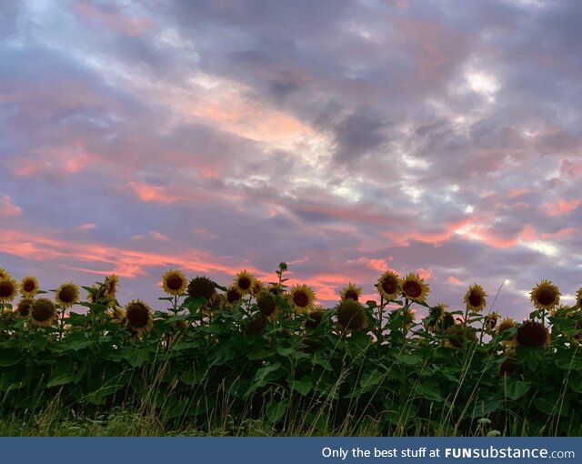 [OC] Sunflowers at sunset