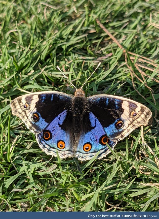 A butterfly soaking in the sun