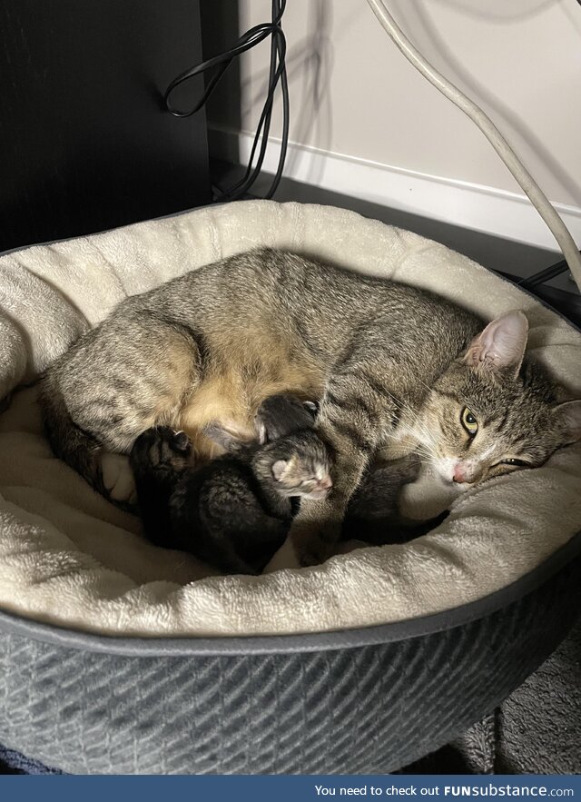 Frances just let me pick her up for the first time to move her and her kittens to their