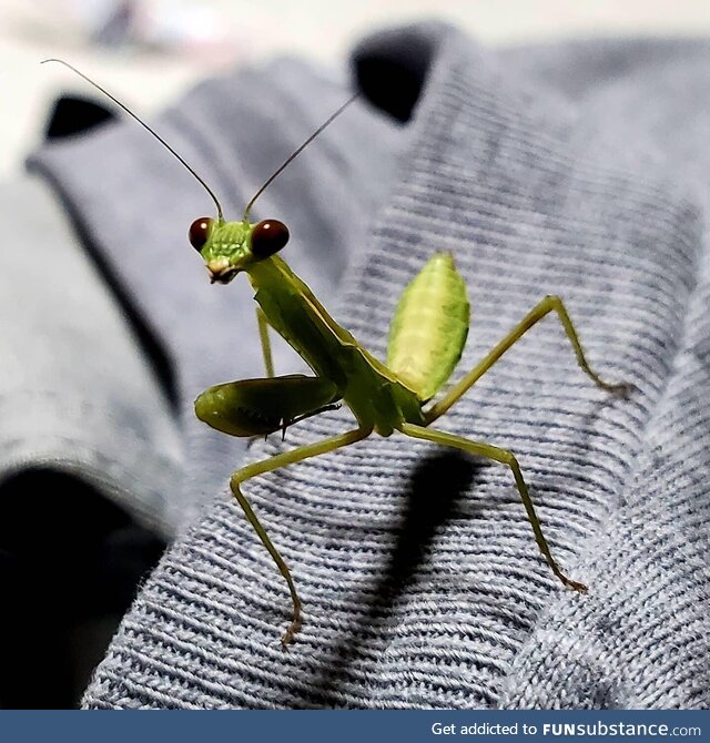 Praying mantis