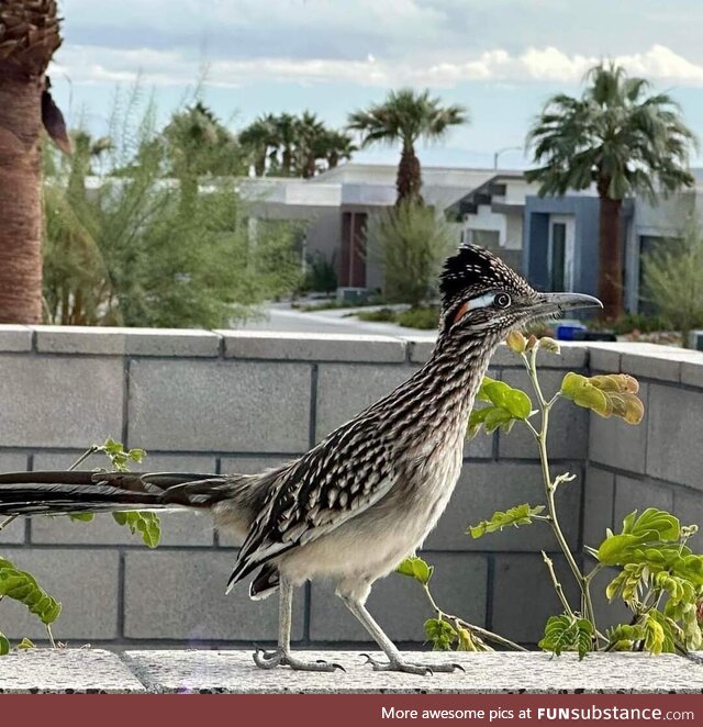 For those who have never seen how beautiful Roadrunners look