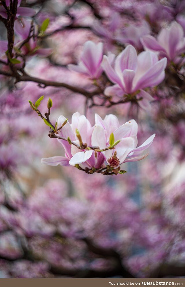 Magnolia