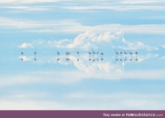 Heavenly flamingos by Junji Takasago