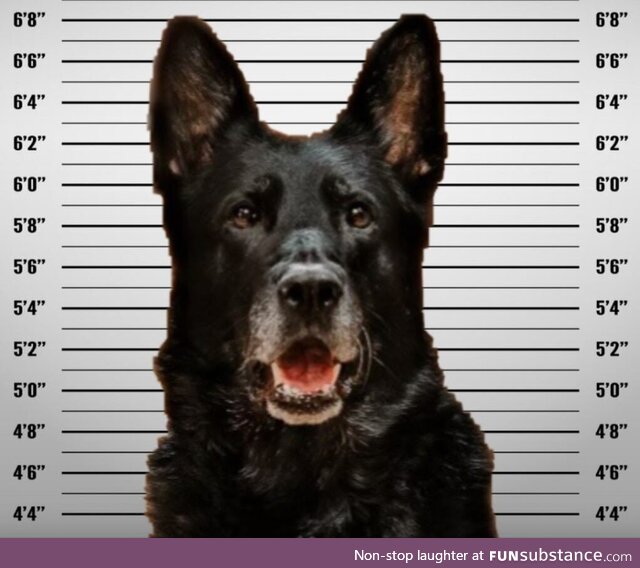 Police Share Mugshot of Canine Officer Accused of 'Stealing'