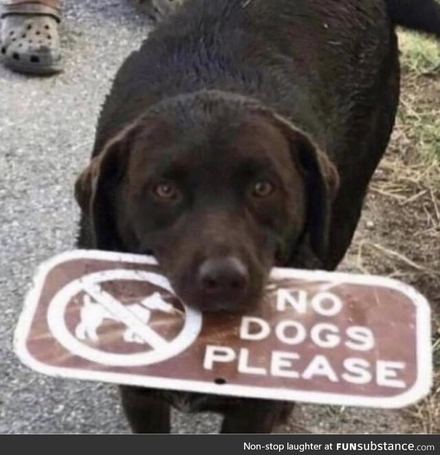 No dogs please