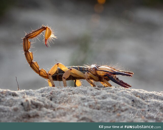 Cape Burrower Scorpion (Opistophthalmus capensis), mildly venomous