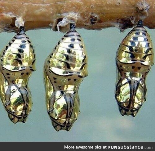 The gold cocoons of the Mechanitis Polymnia butterfly