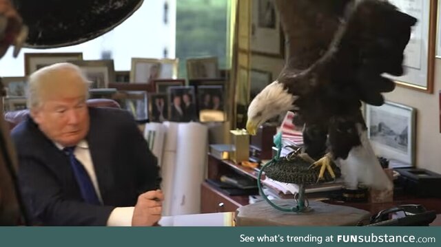 Trump recoils from bald eagle