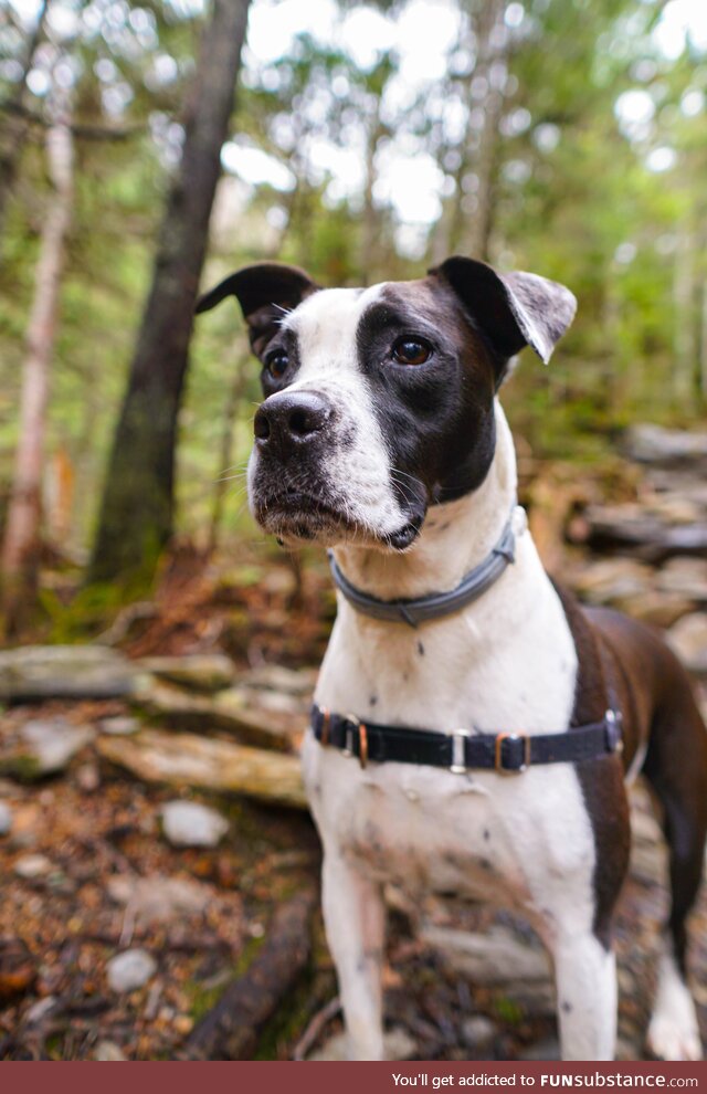 Cici hits the trails after double ACL surgery!