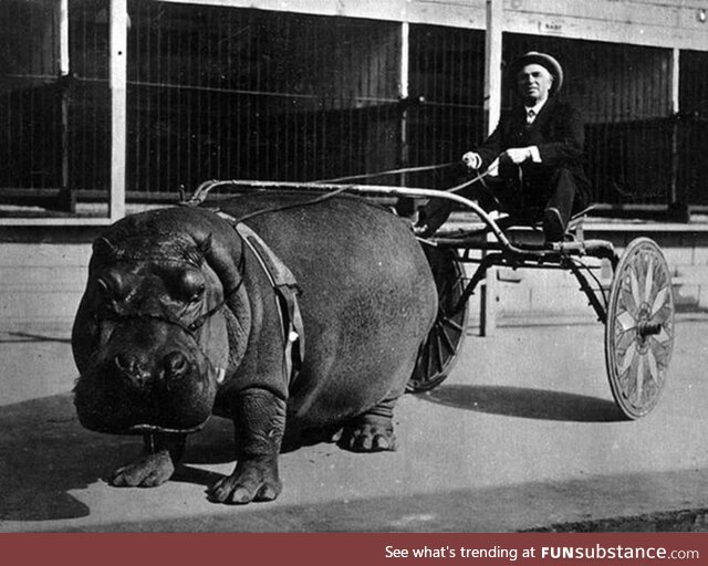 Hippo pulling a cart :(