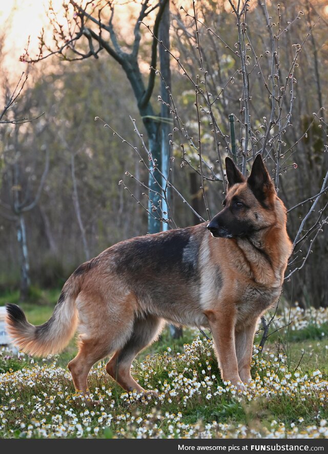 [OC] evening walk with my girl