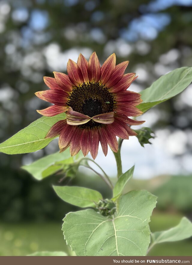 This sunflower in my garden