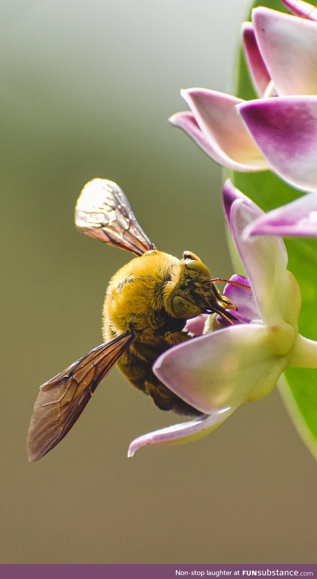 [OC] Bumblebee. Either they'll scare the shit out of you or you'll find them cute