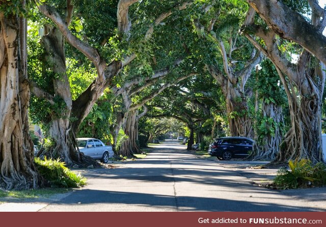 Residential street in Coral Gables, FL