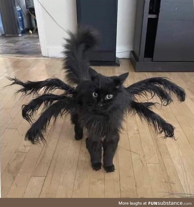 Kitty is a spider his Halloween lol