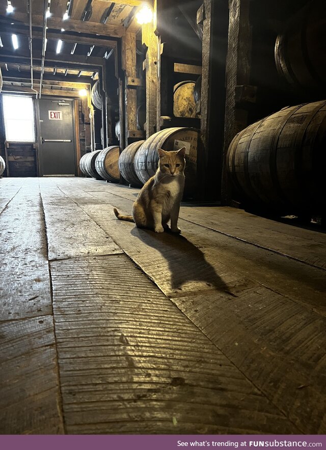 A bourbon cat