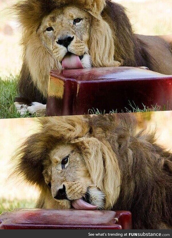 Lions are fed frozen blood during the heatwave in Melbourne