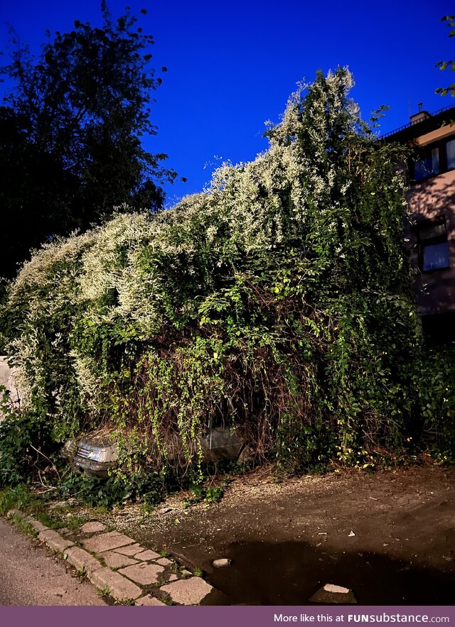 Car parked under a bush