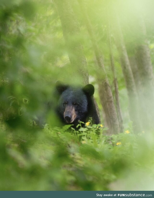 Got up close to a bear