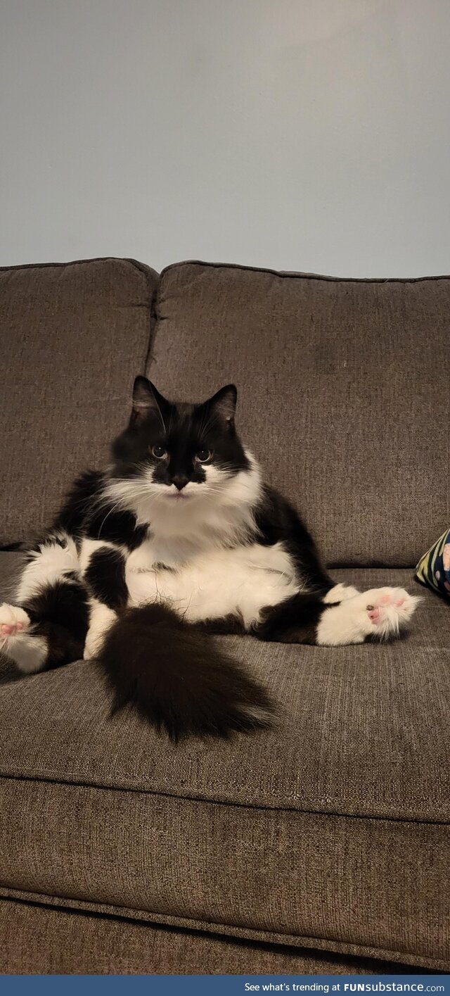 Our cat, Ron Swanson, after a hard day at the office