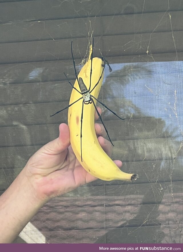 Giant Golden Orb Weaver - using banana for size comparison