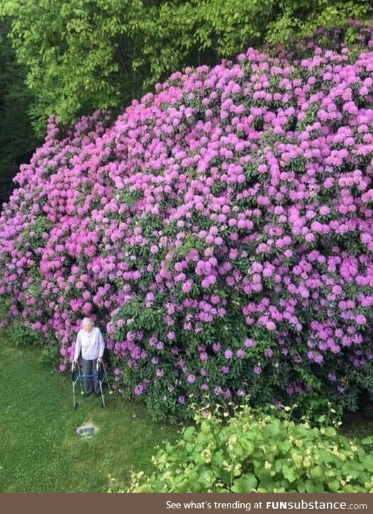 100 year old rhododendron and the woman who planted it