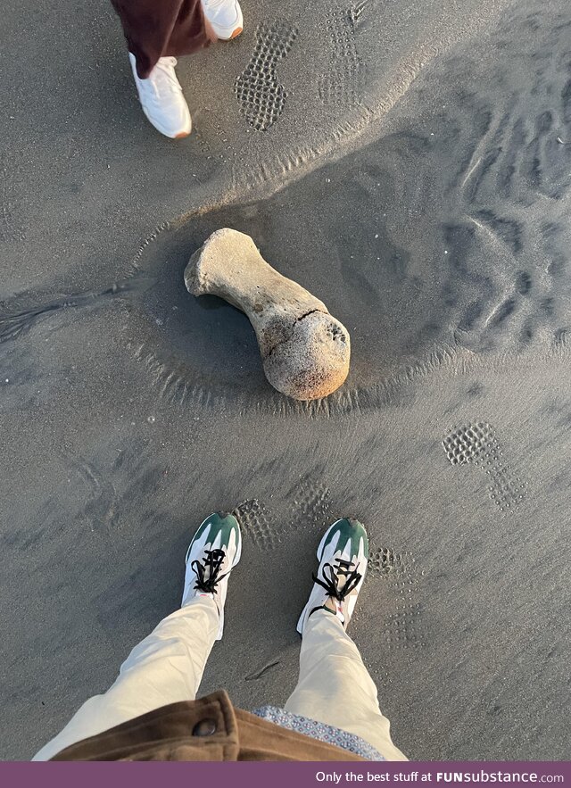 Found whale bone on the beach in San Diego