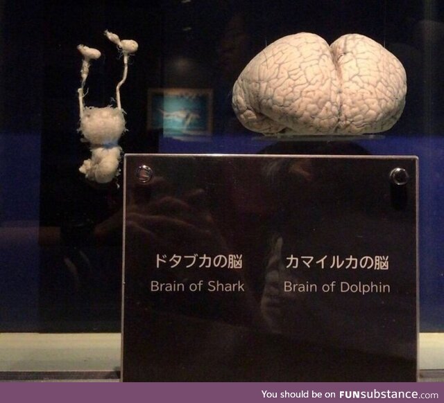 Shark Brain vs Dolphin Brain