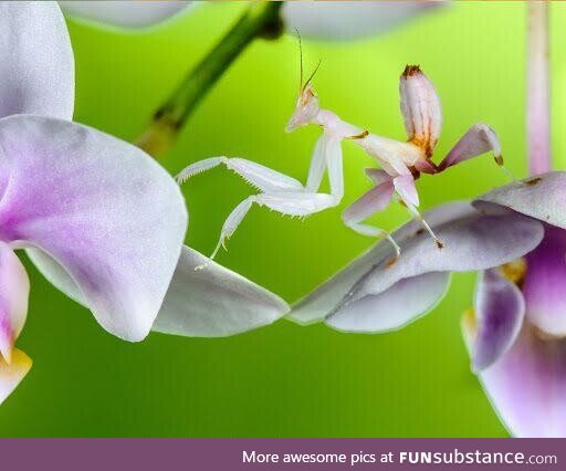 A orchid mantis from south east asia