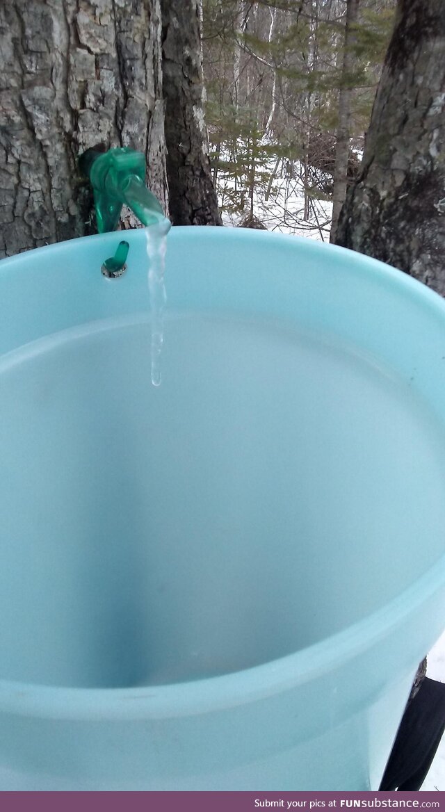 [OC] The temperature dropped ~ 10 degrees in about 1 hour. Our maple syrup taps flash