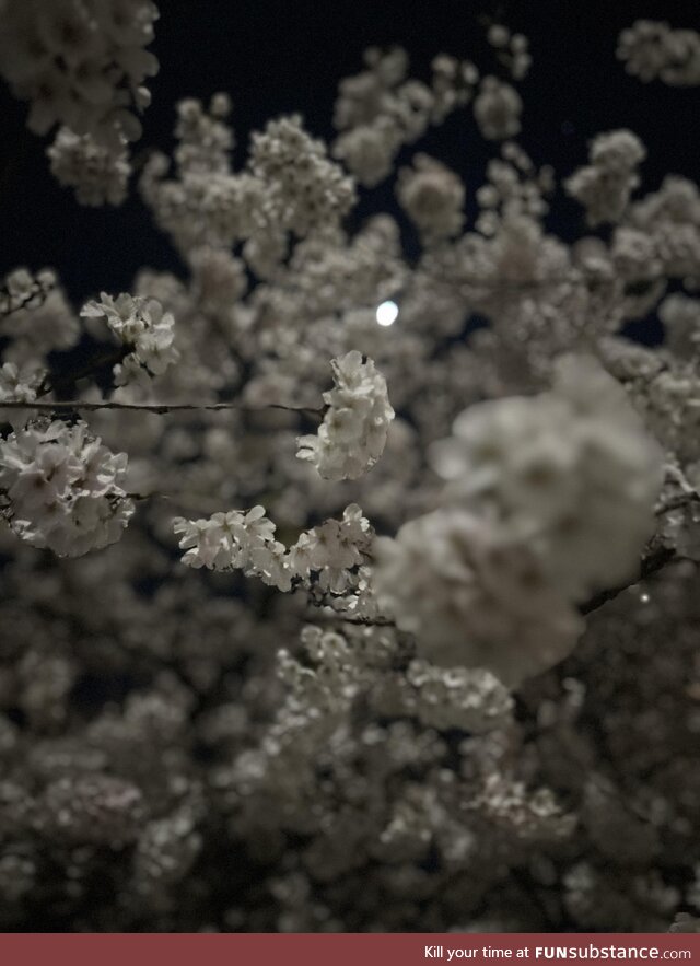 The moon and the cherry blossom trees, Washington, D.C. Last weekend