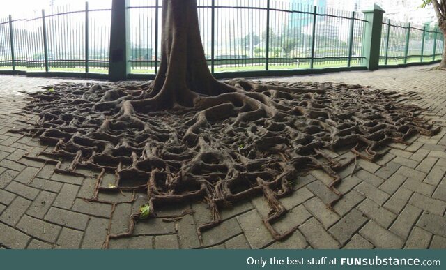 Nature finds a way
