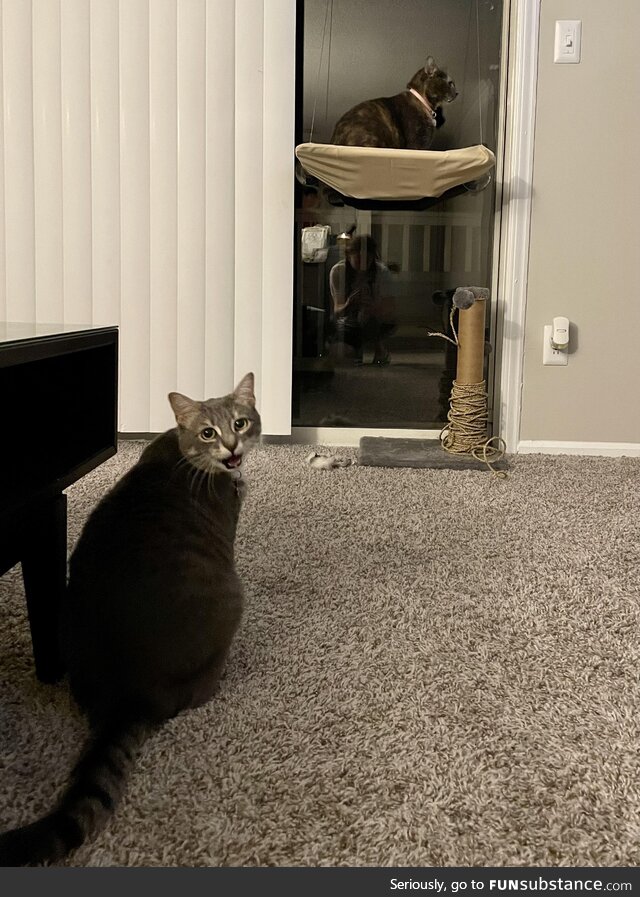 Happy cat - in perch. Upset cat - not in perch